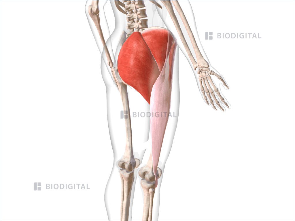 Right gluteal muscles