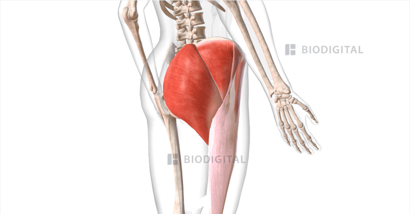 Right gluteal muscles