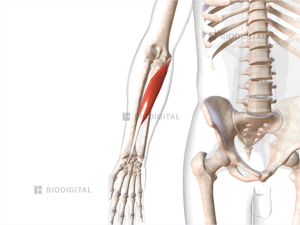 Right flexor carpi radialis