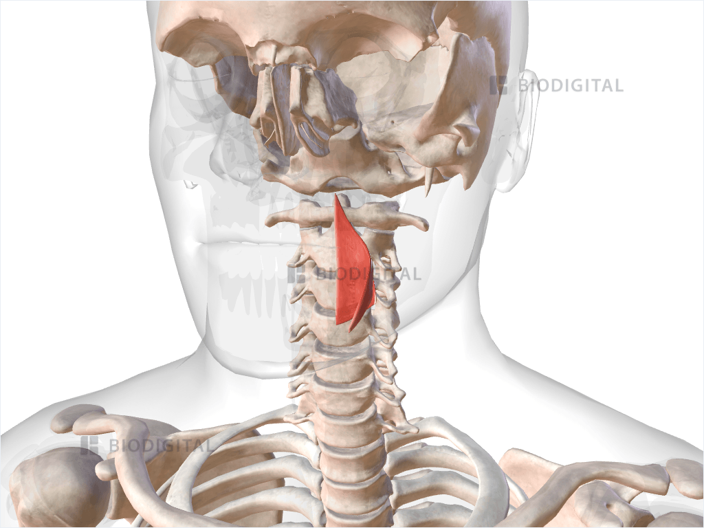Left middle pharyngeal constrictor