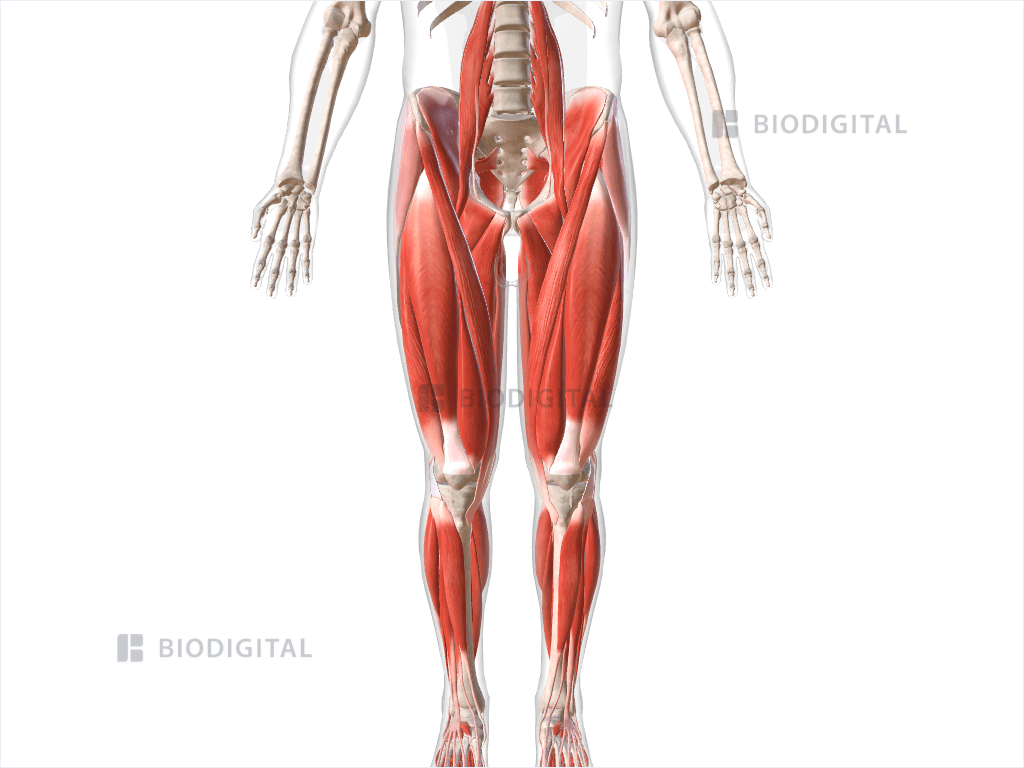 Muscles of lower limb