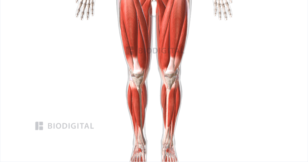 The Anatomy of the Lower Leg Muscles