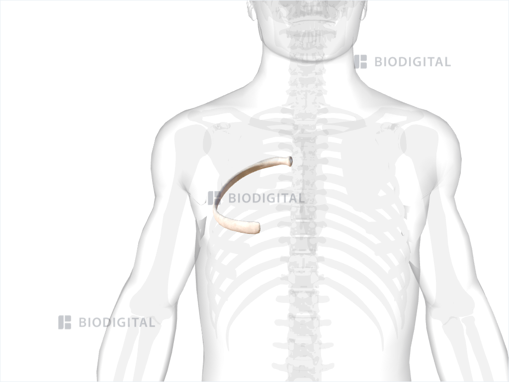 Right fifth rib