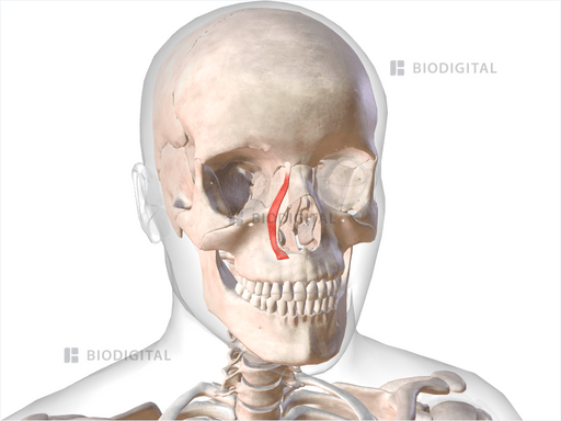 Right Levator Labii Superioris Alaeque Nasi BioDigital Anatomy