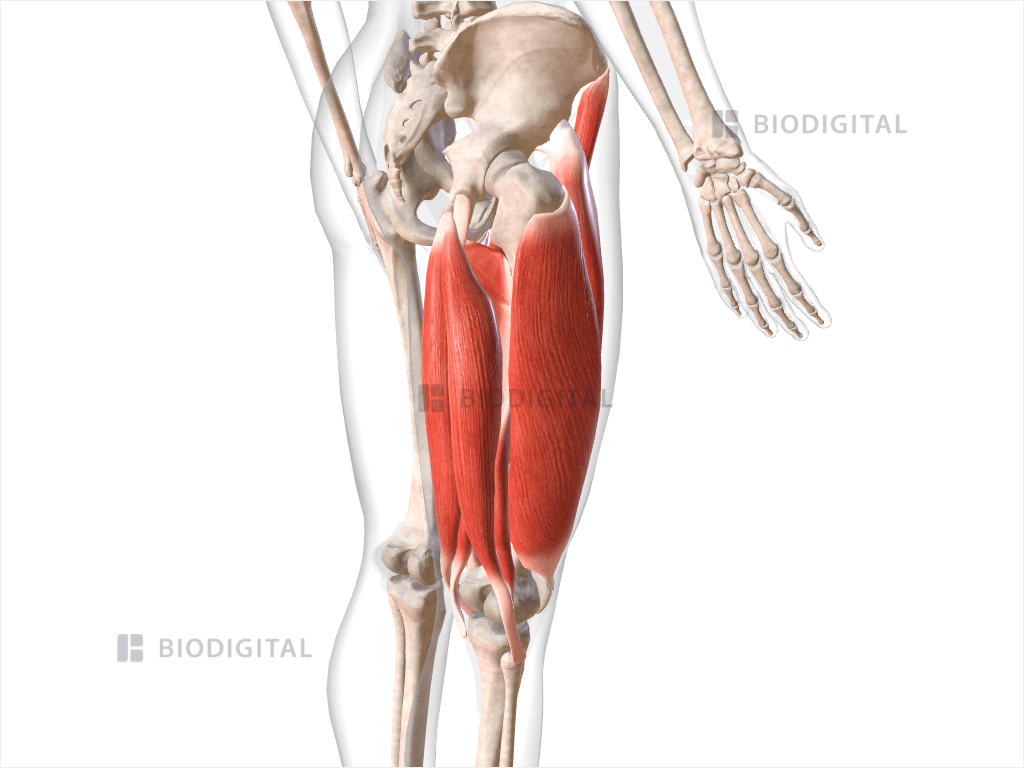Muscles of right thigh