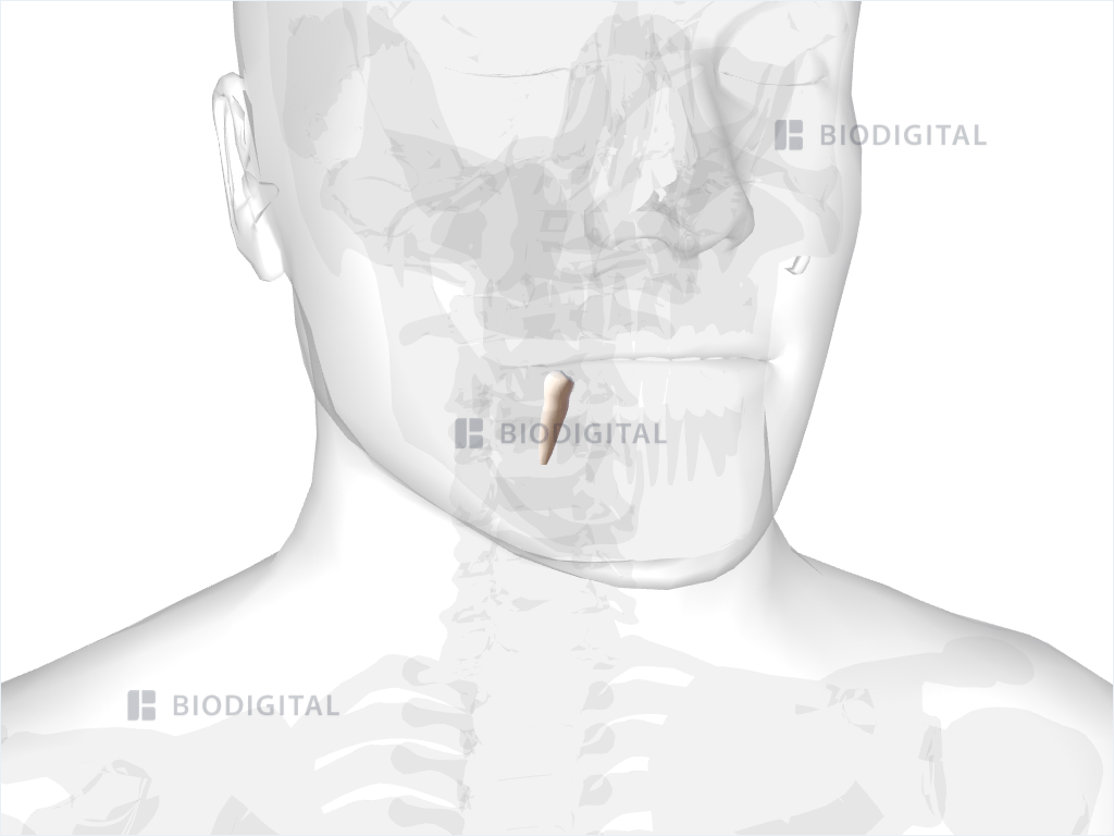 Right mandibular second premolar