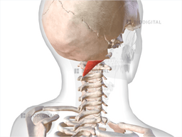 Right Rectus Capitis Posterior Major | BioDigital Anatomy