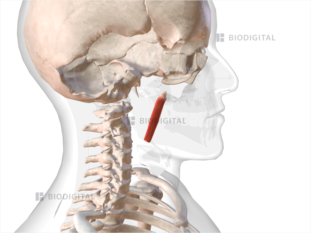 Right superficial head medial pterygoid