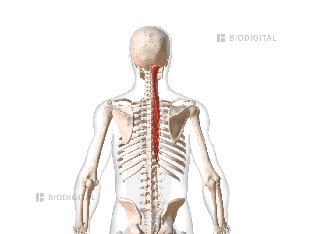 Right semispinalis