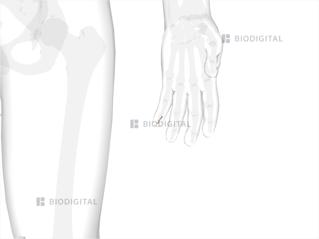 Distal phalanx of left little finger