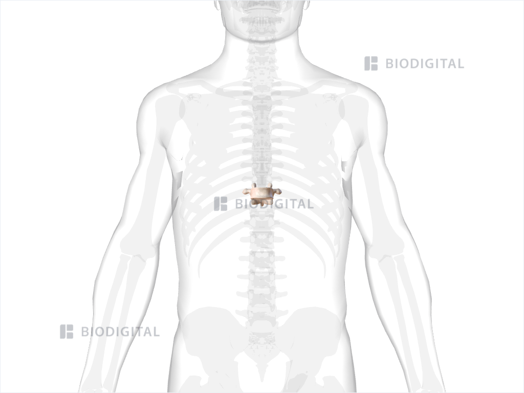 Tenth thoracic vertebra