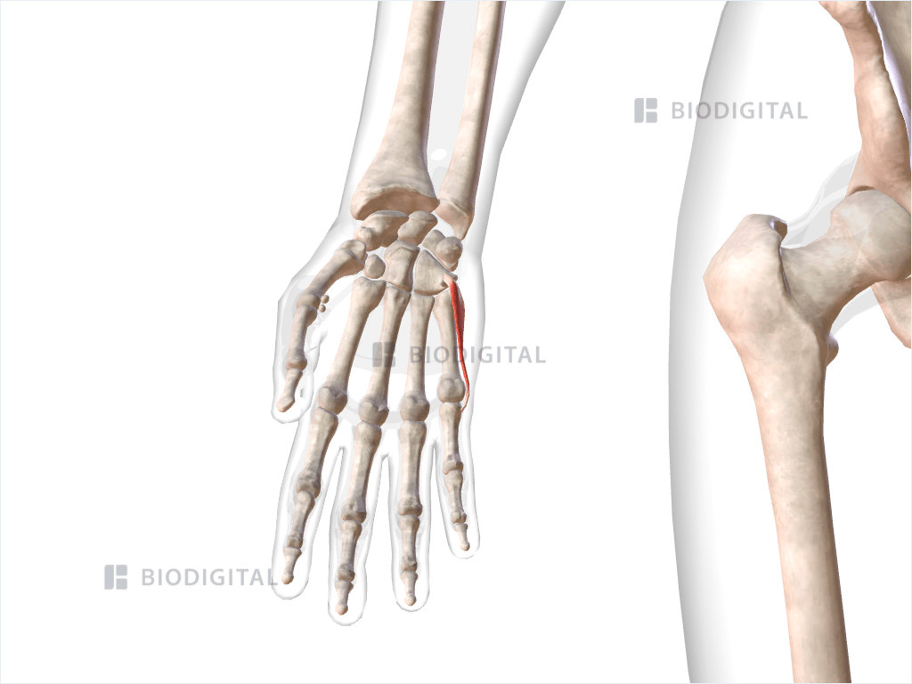 Right flexor digiti minimi brevis of hand