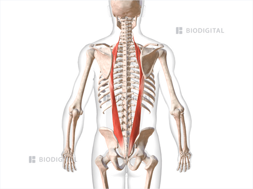 Iliocostalis | BioDigital Anatomy