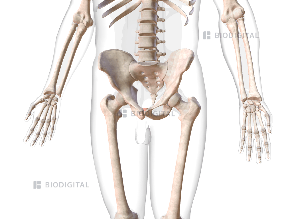 Left inguinal falx