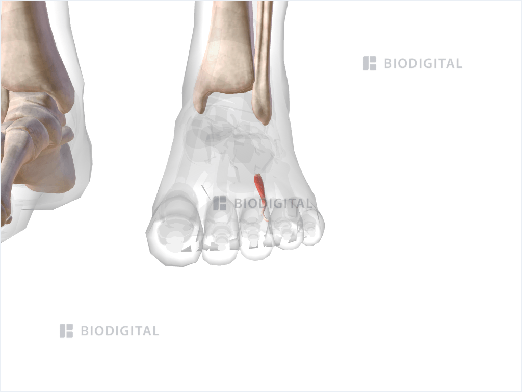 Second plantar interosseous muscle of left foot