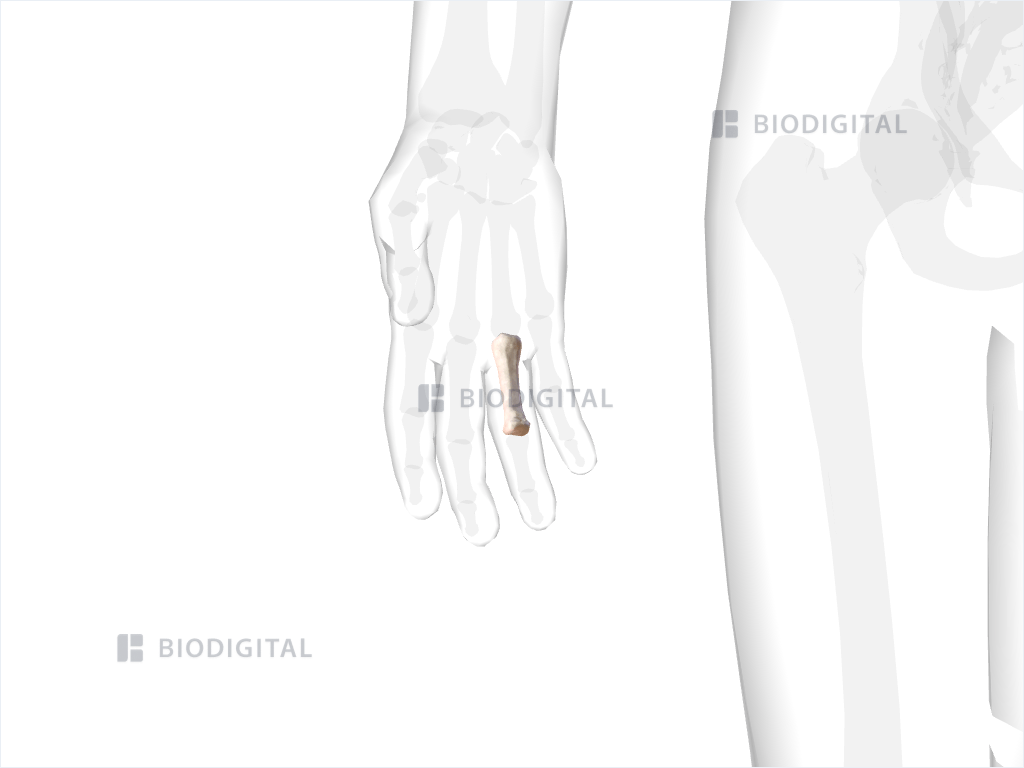 Proximal phalanx of right ring finger