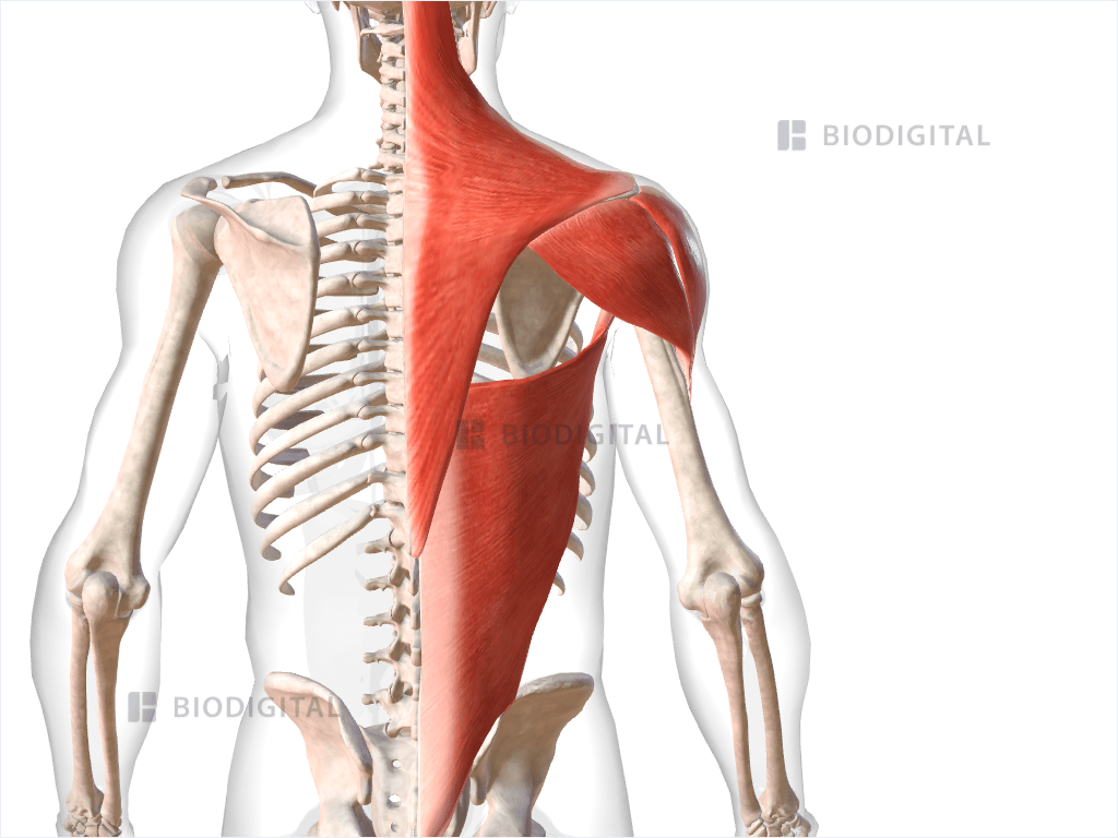 Superficial muscles of right shoulder