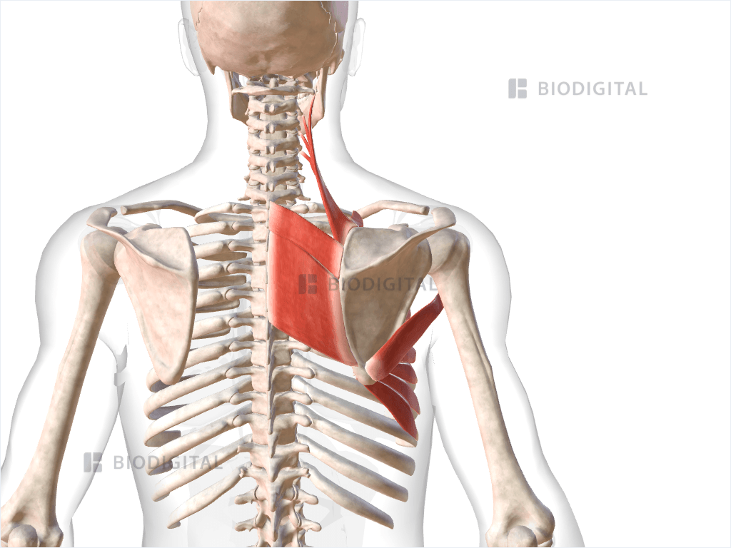 Deep muscles of right shoulder