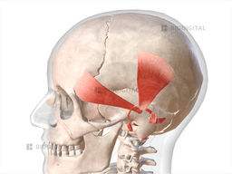 Auricular muscles | BioDigital Anatomy