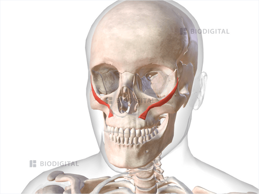 Zygomaticus minor | BioDigital Anatomy