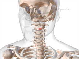 Left glossopharyngeal part of superior pharyngeal constrictor ...