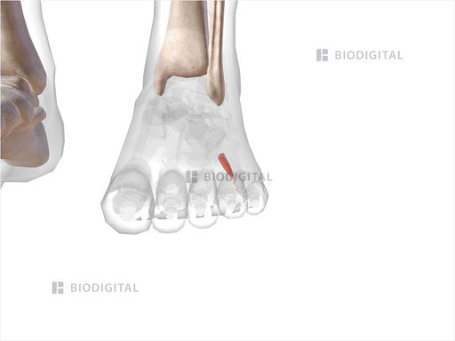 Third plantar interosseous muscle of left foot | BioDigital Anatomy