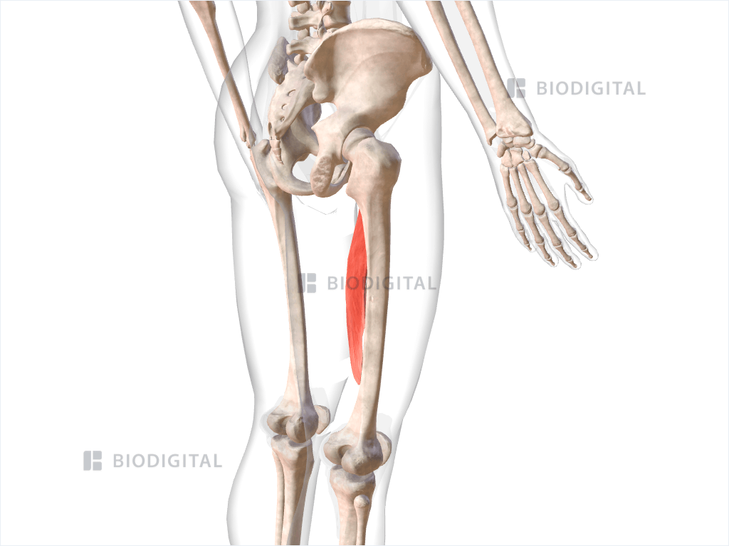 Right adductor longus