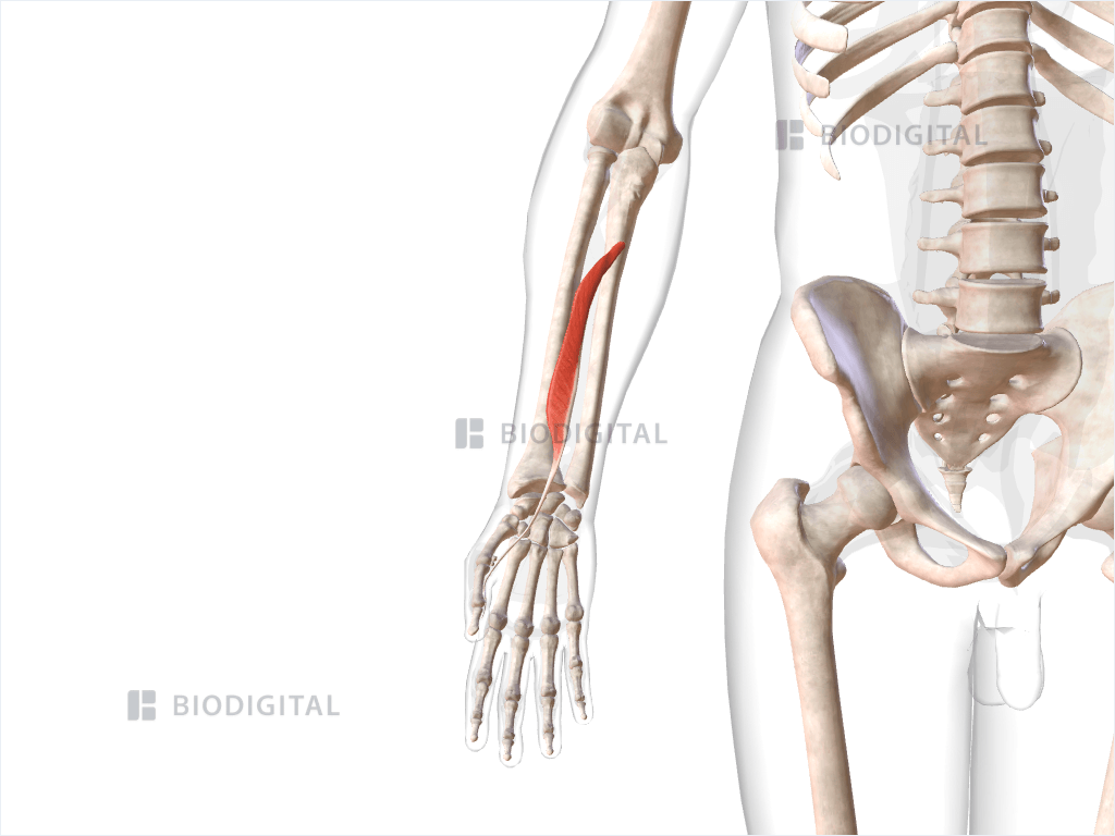 Right flexor pollicis longus