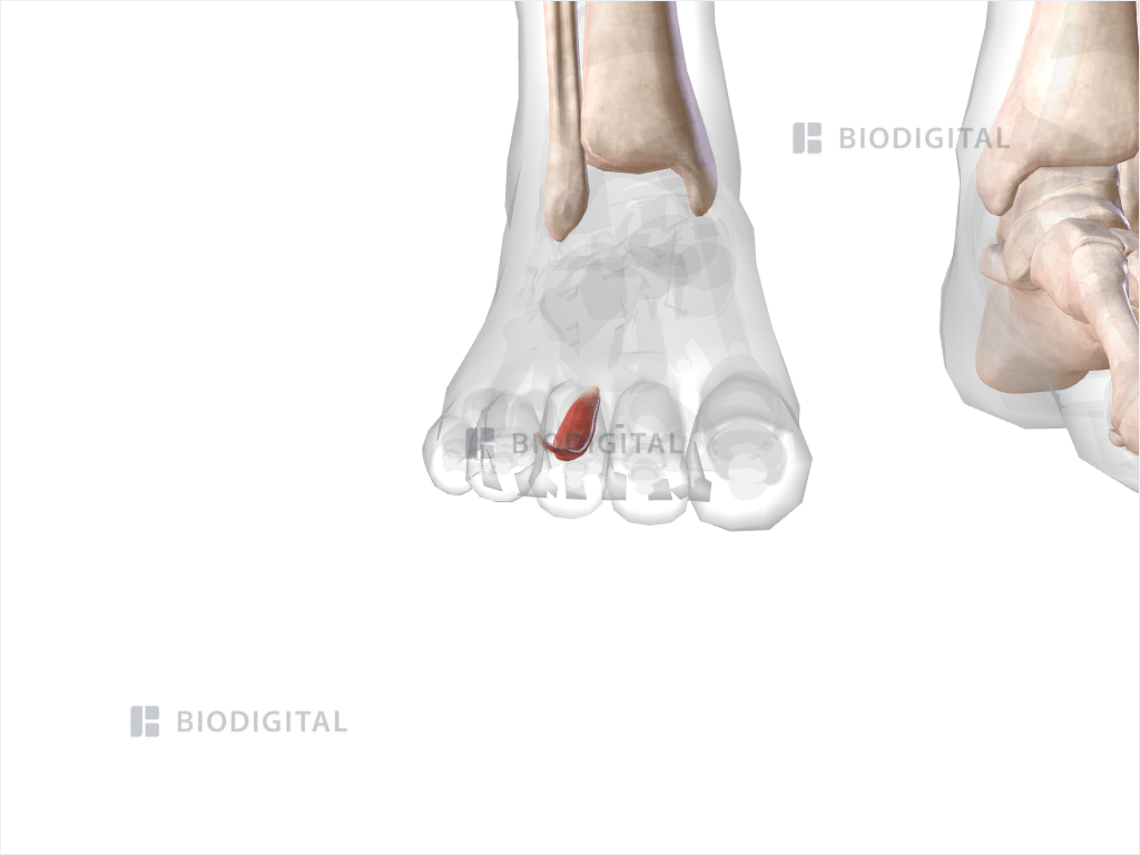 Third lumbrical muscle of right foot