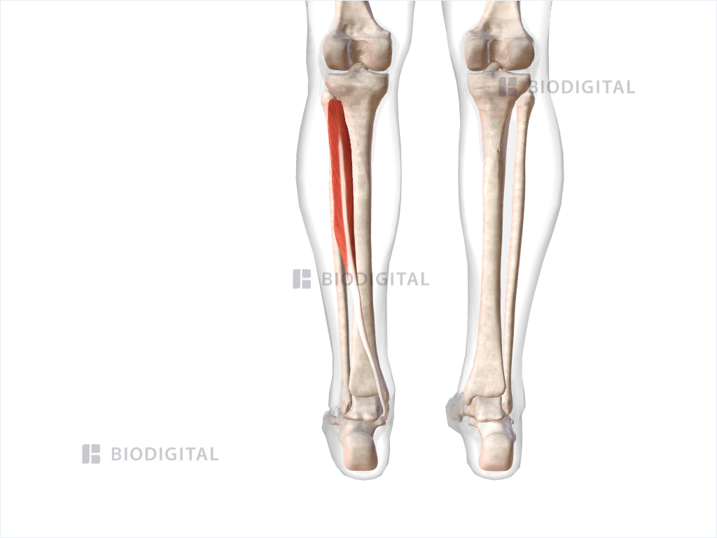 Left tibialis posterior