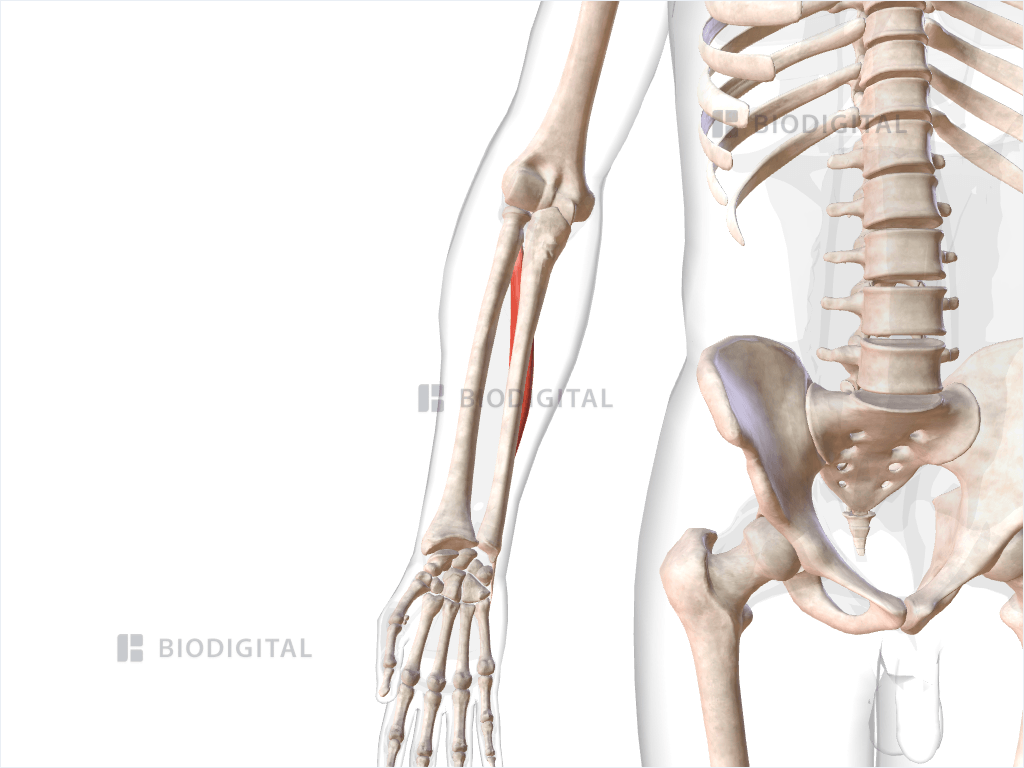 Right extensor carpi ulnaris