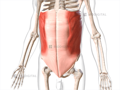 External oblique | BioDigital Anatomy