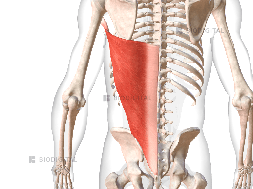 Left latissimus dorsi