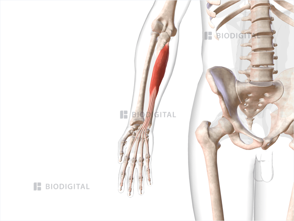 Right flexor digitorum profundus