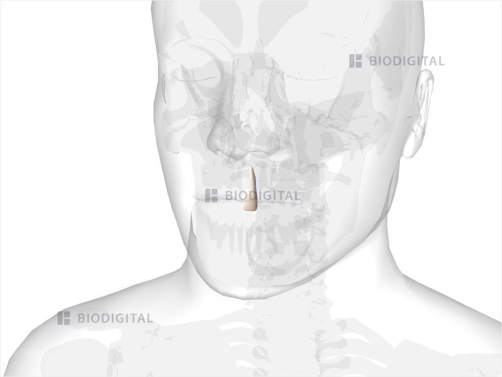 Left maxillary central incisor