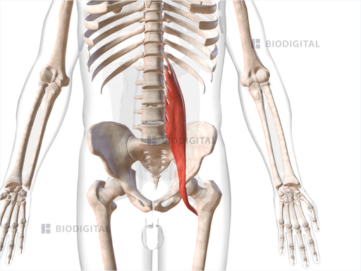 Left psoas major | BioDigital Anatomy