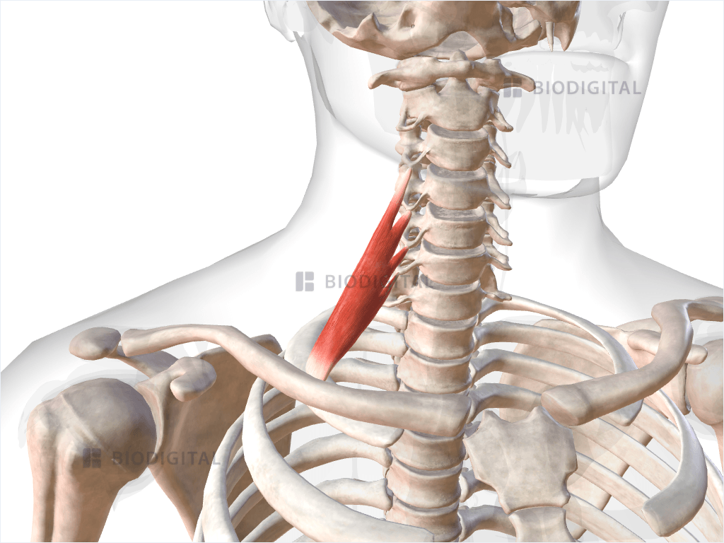 Right anterior scalene