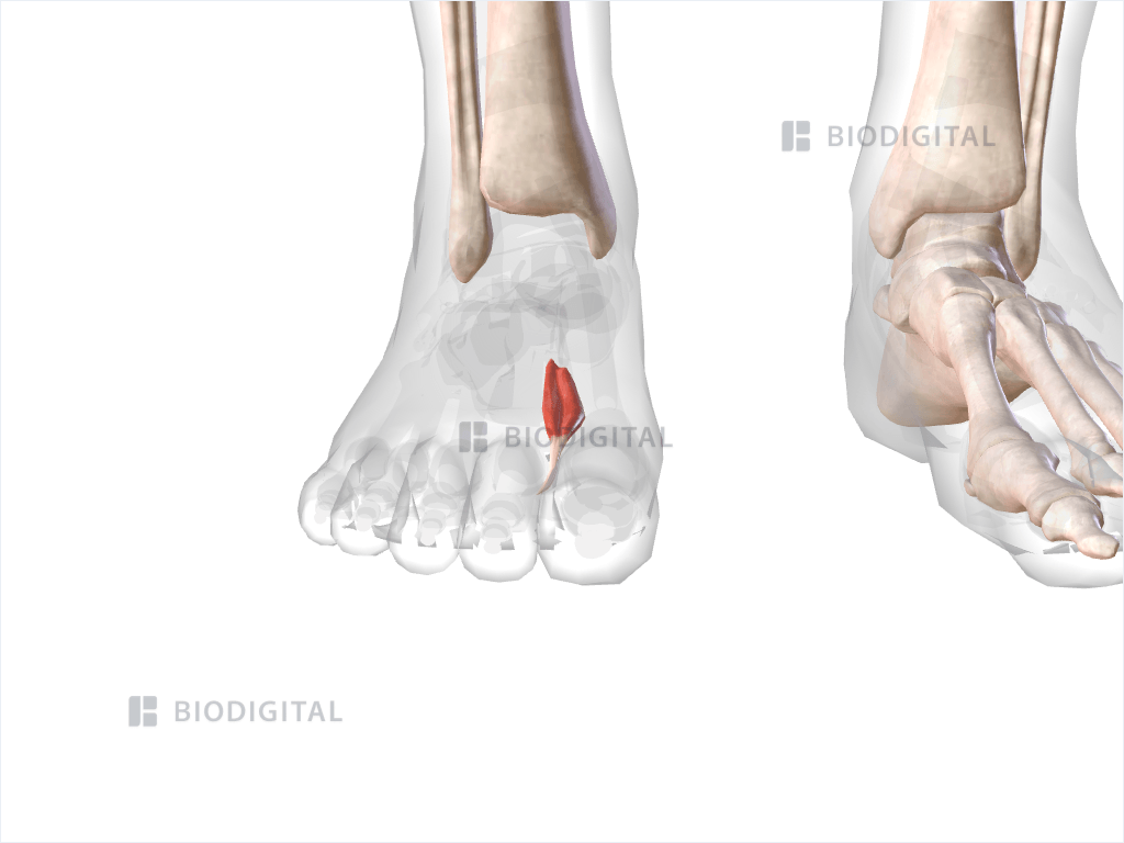 First dorsal interosseus muscle of right foot