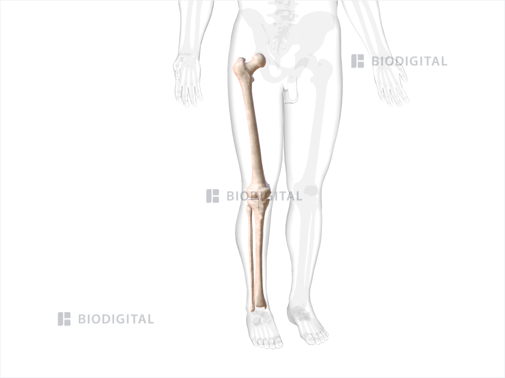 Bones of right thigh and leg