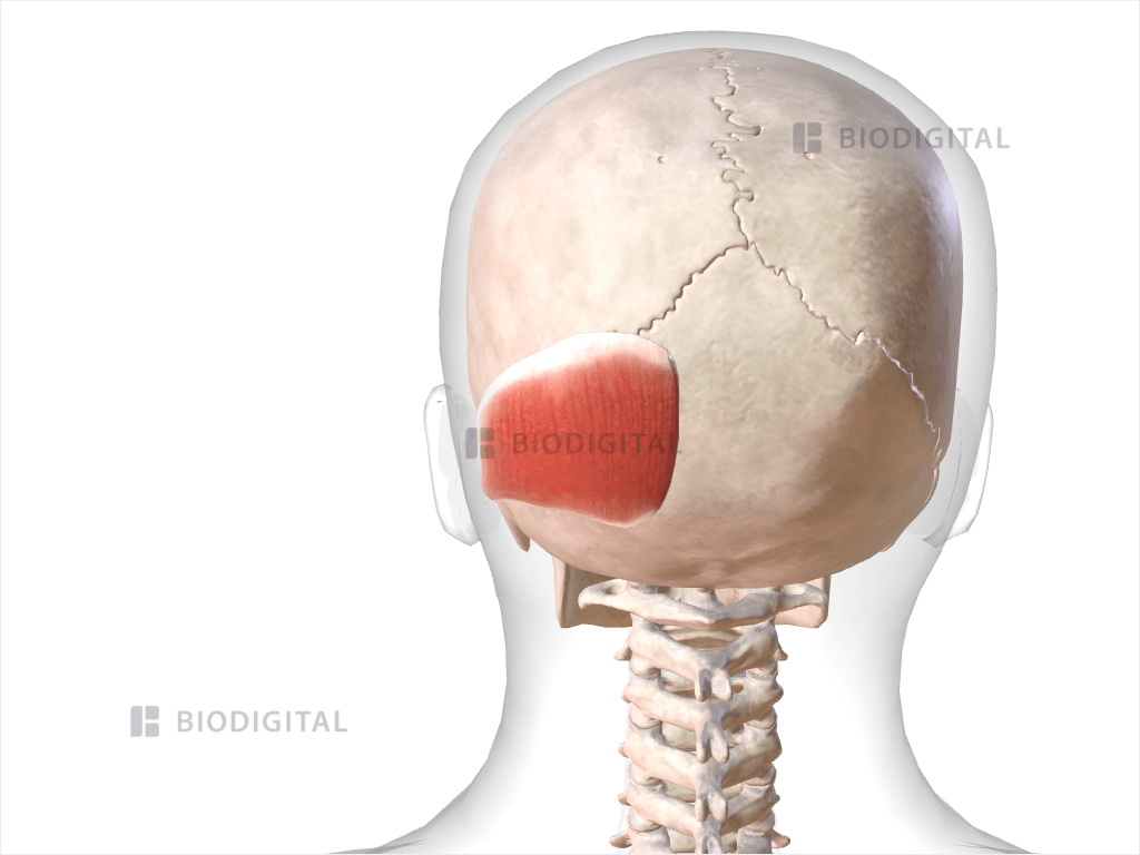 Left occipitalis