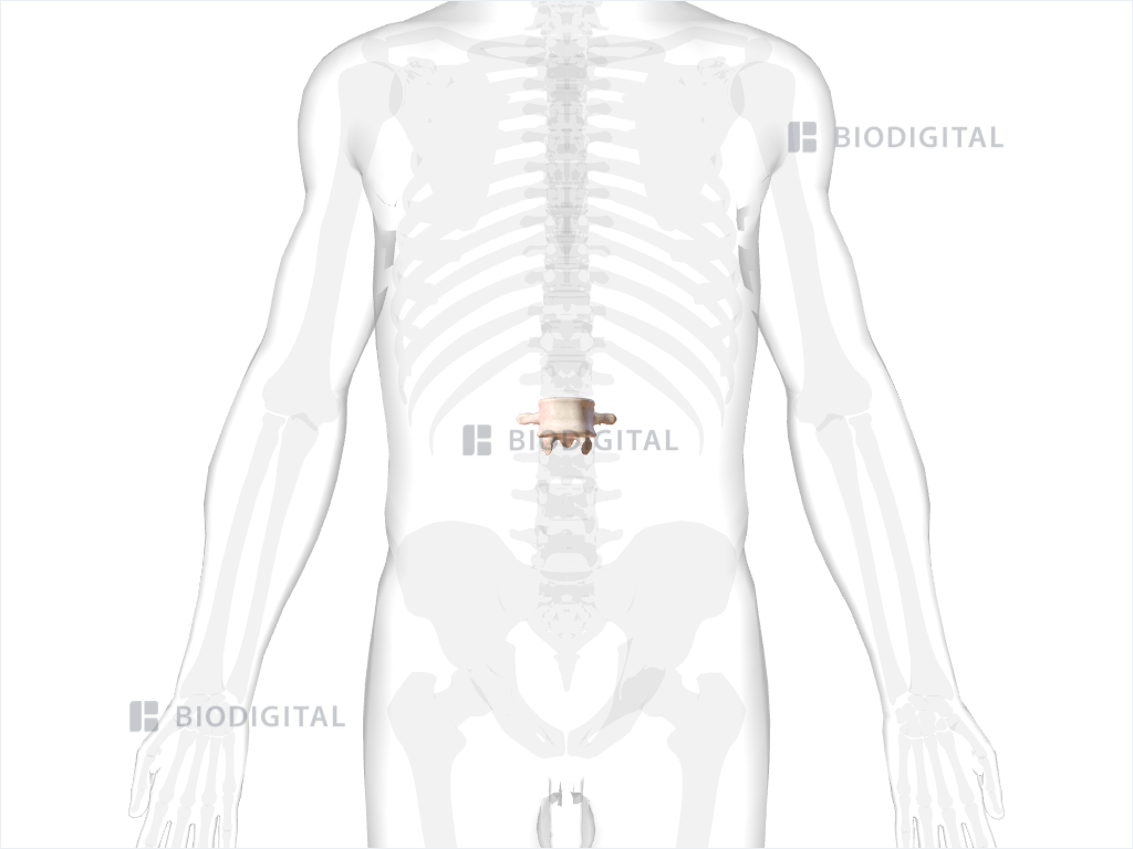 Second lumbar vertebra