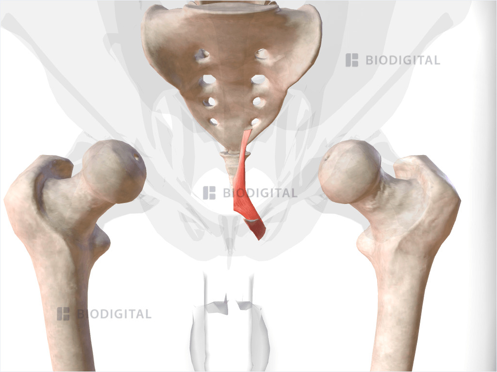 Left pubococcygeus