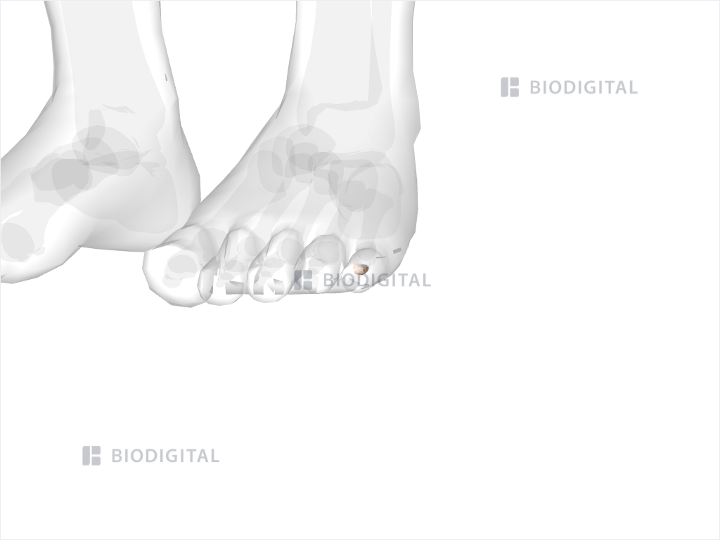 Middle phalanx of left fifth toe