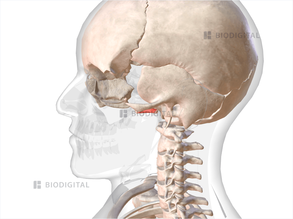 Left inferior lateral pterygoid