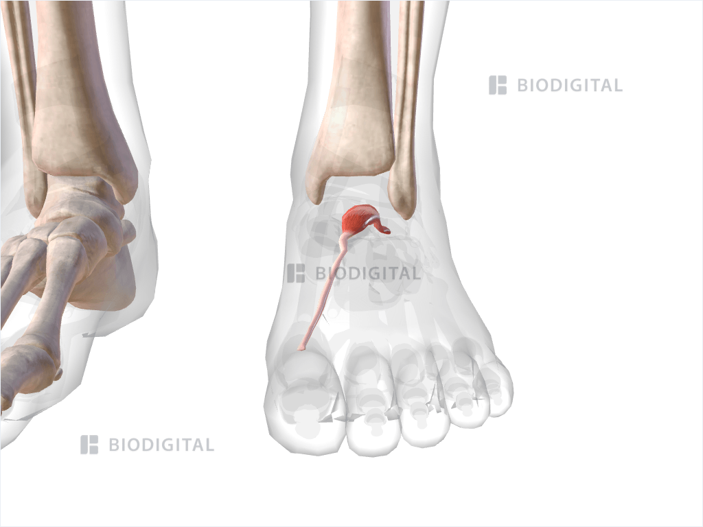 Left extensor hallucis brevis