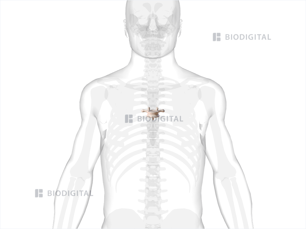 Sixth thoracic vertebra