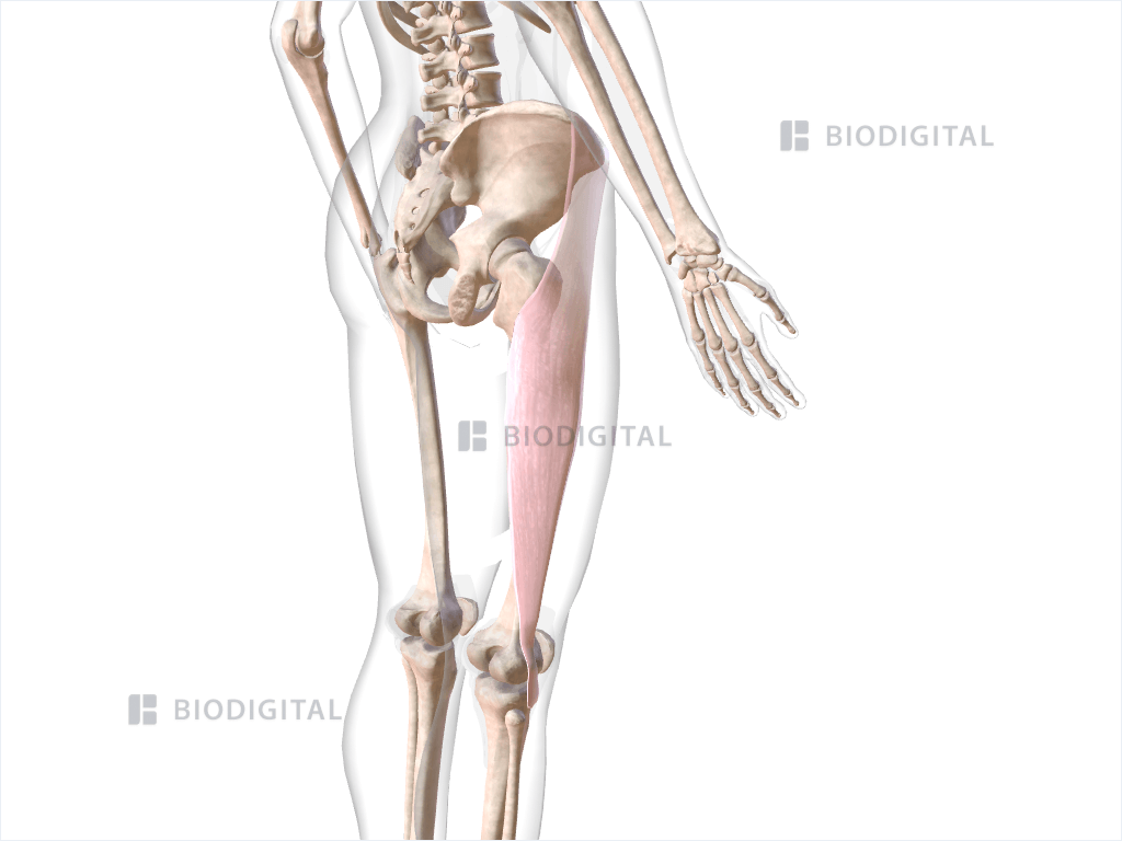 Right iliotibial tract