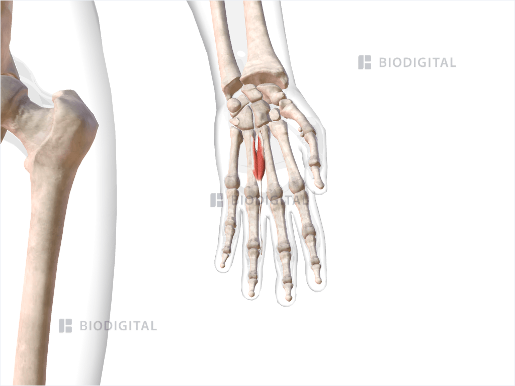 Third lumbrical muscle of left hand