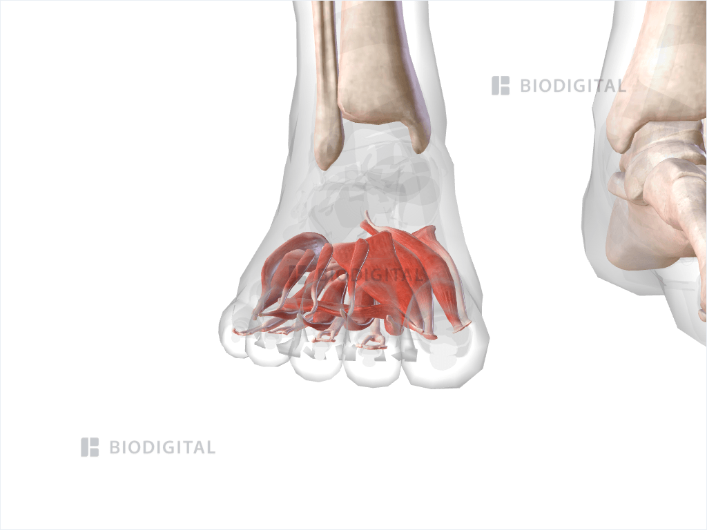 Plantar muscles of right foot