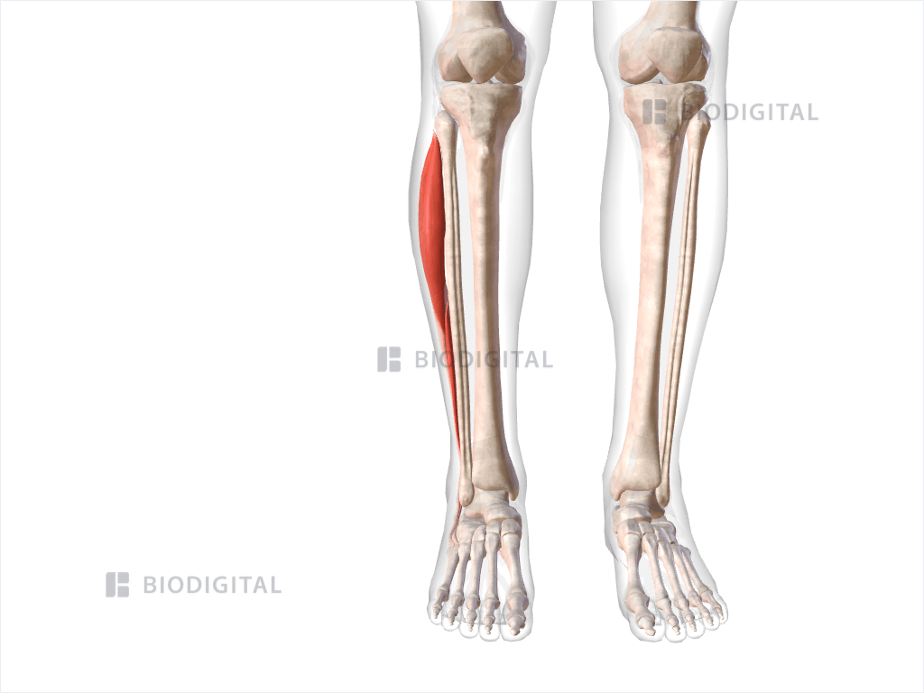 Lateral compartment muscles of right lower leg